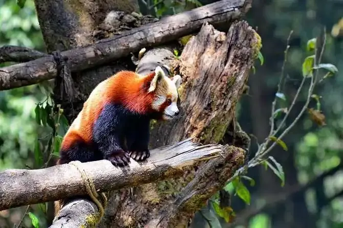 padmaja naidu zoo red panda darjeeling
