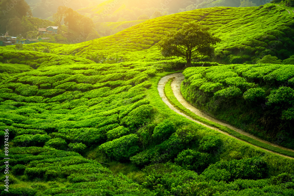 Day 4: Darjeeling Full-Day Sightseeing - Top pick ! Gangtok &amp; Darjeeling Tour - 4 Nights 5 Days