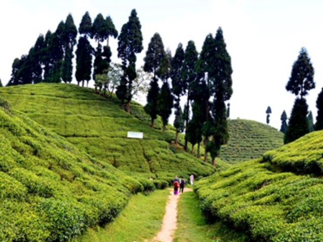 Golapahar Tea Garden
