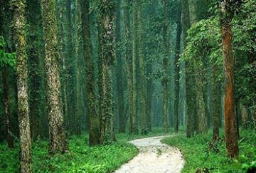 Mahananda Wildlife Sanctuary