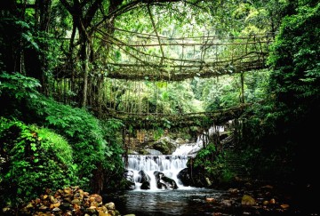 Living Root Bridges of Nongriat — Nature's Architecture